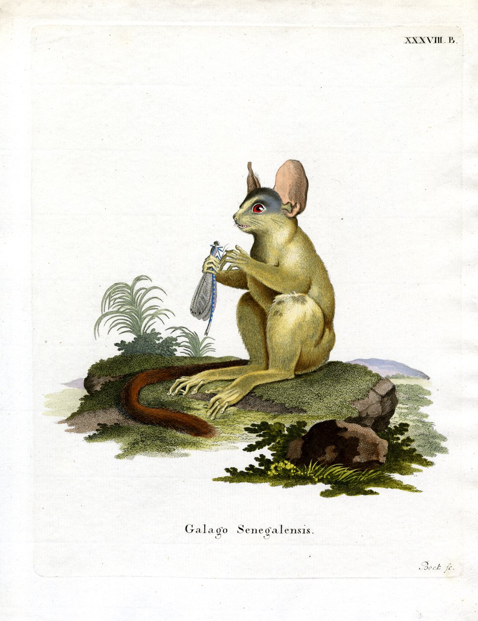 Senegal Bushbaby (färgad gravyr) av German School