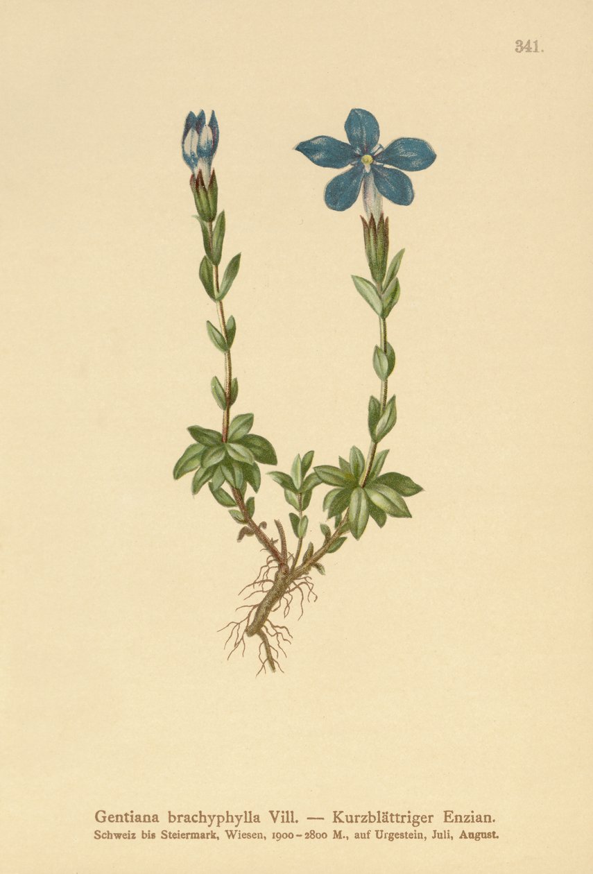 Kortbladig gentiana (Gentiana brachyphylla) av German School