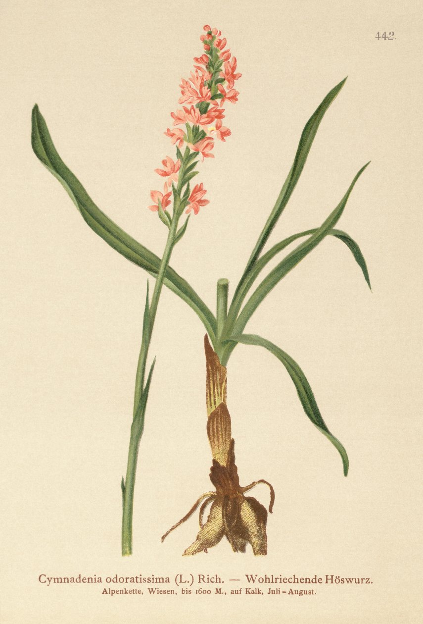 Kortsporrad doftorkidé (Gymnadenia odoratissima) av German School