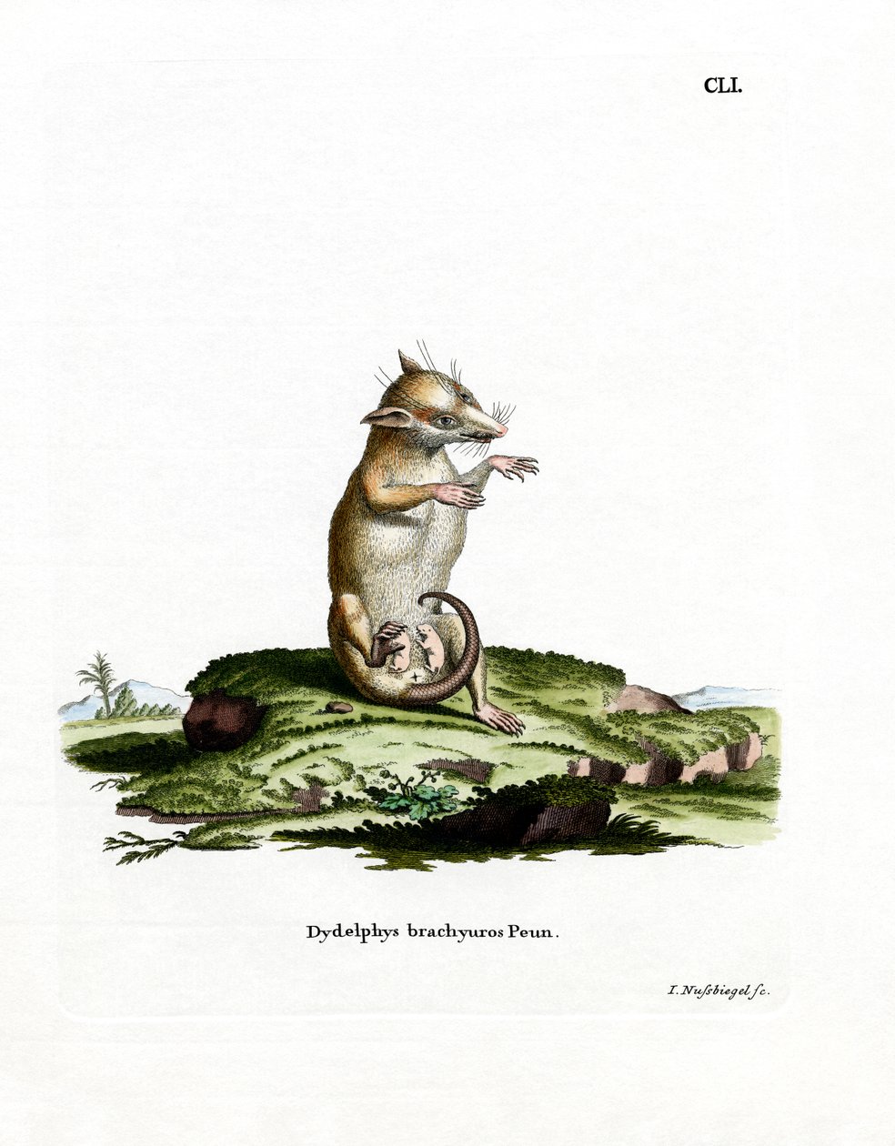 Kortstjärtad opossum (färgad gravyr) av German School