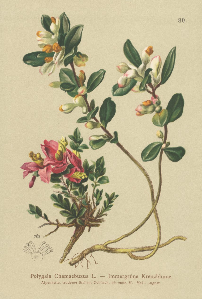 Buskig mjölkört (Polygala Chamaebuxus) av German School