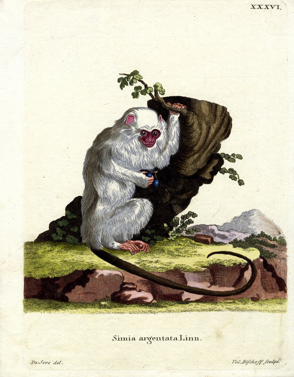 Silverig marmoset (färgad gravyr) av German School