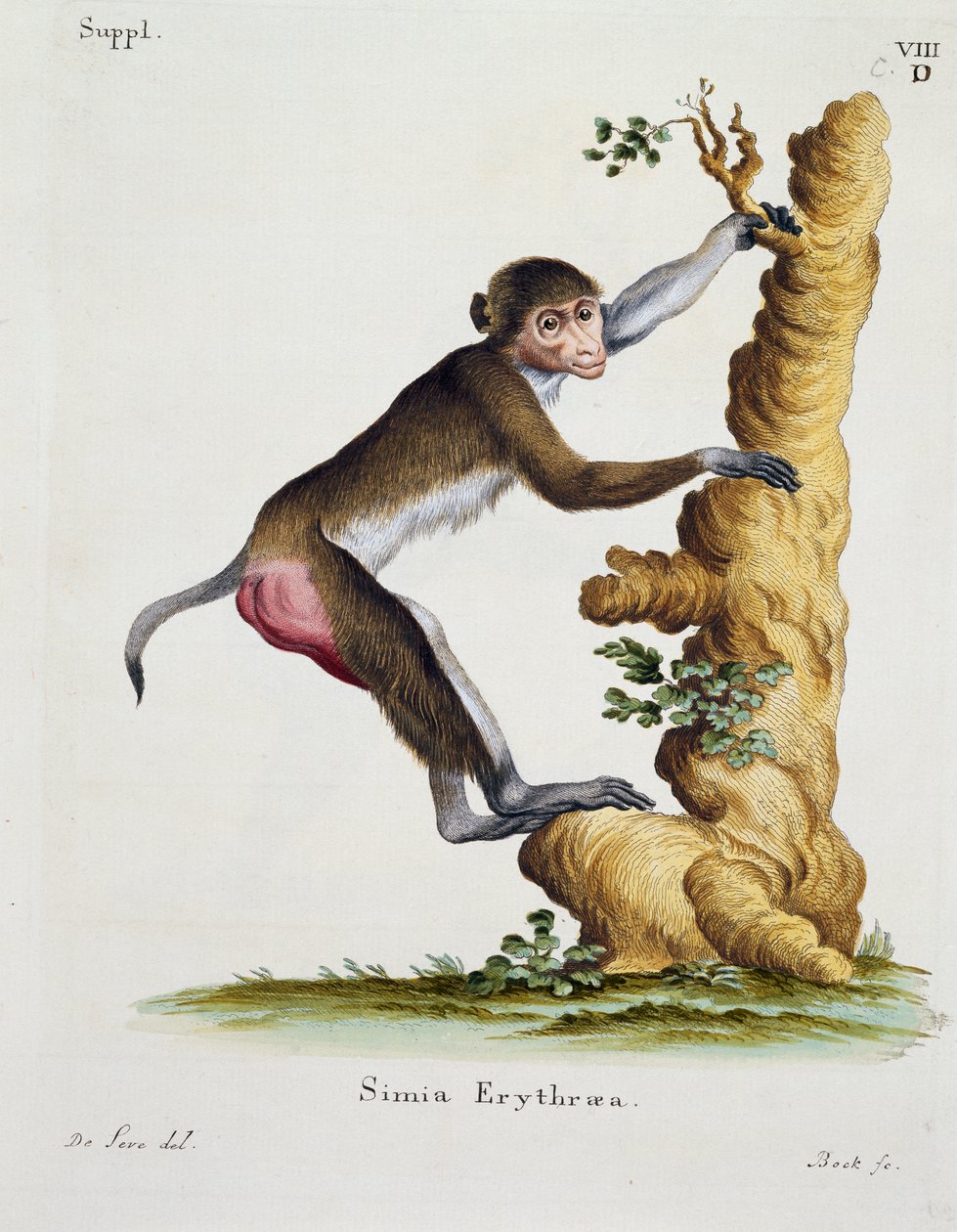 Simia erythraea, från Däggdjur illustrerade från naturen med beskrivningar, av Johann Christian Daniel von Schreber (1739-1810), gravyr av IC Bock efter teckning av De Seve av German School