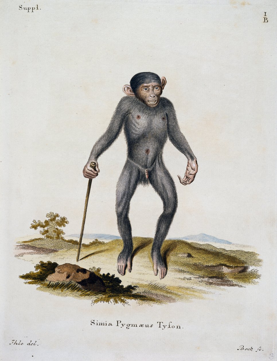 Simia pygmaeus, från Däggdjur illustrerade från naturen med beskrivningar, av Johann Christian Daniel von Schreber (1739-1810), gravyr av IC Bock, Tyskland av German School