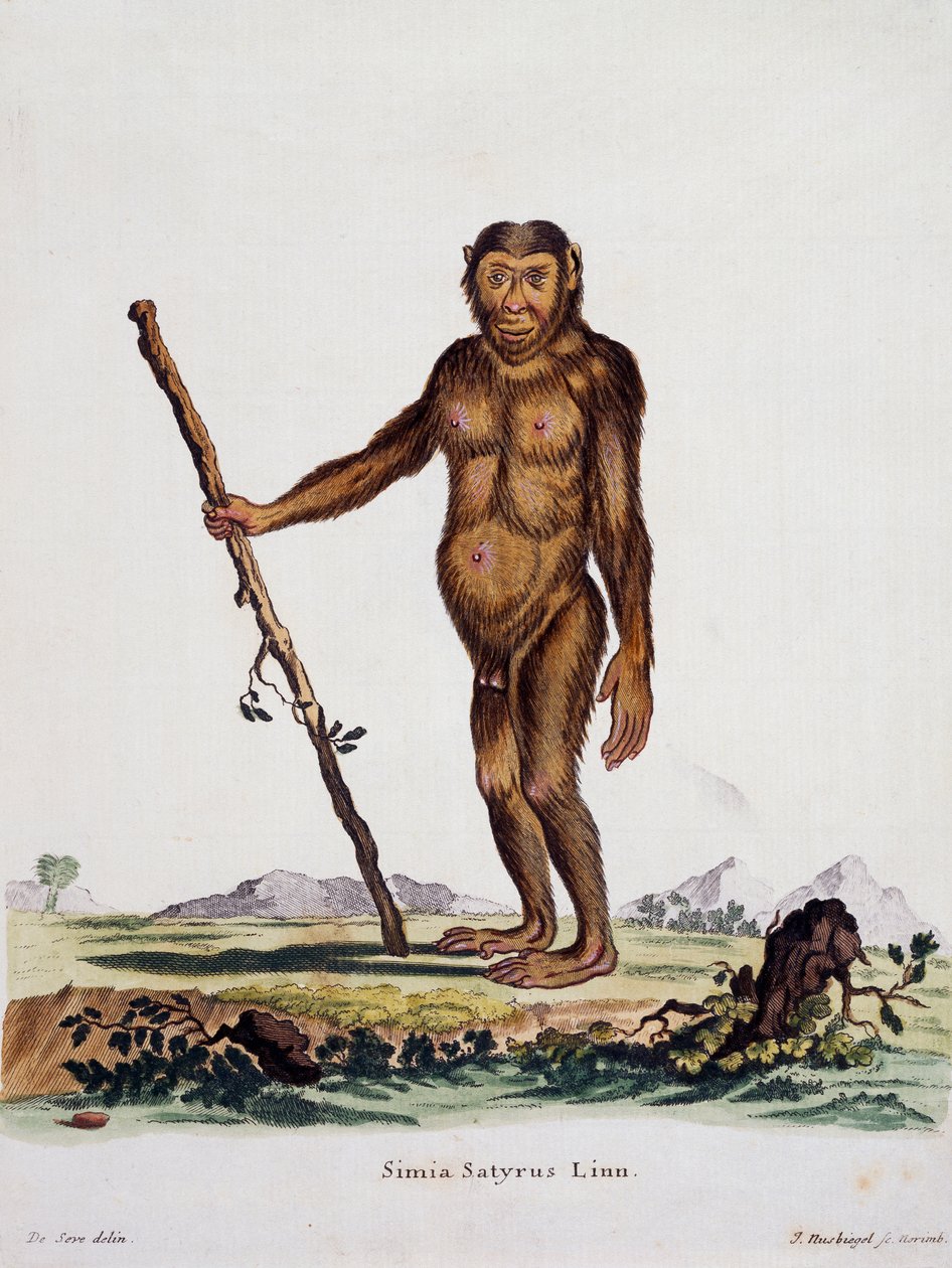 Simia satyrus, från däggdjur illustrerade från naturen med beskrivningar, av Johann Christian Daniel von Schreber (1739-1810), gravyr av I Nusbiegel efter teckning av De Seve, Tyskland av German School
