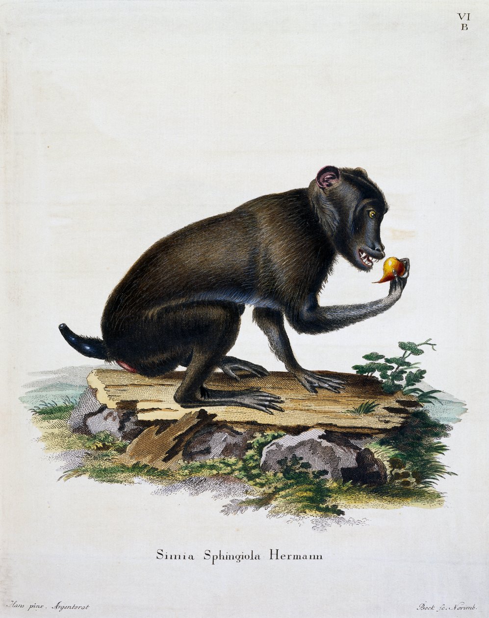 Simia sphingiola, från däggdjur illustrerad från naturen med beskrivningar, av Johann Christian Daniel von Schreber (1739-1810), gravyr av IC Bock, Tyskland av German School