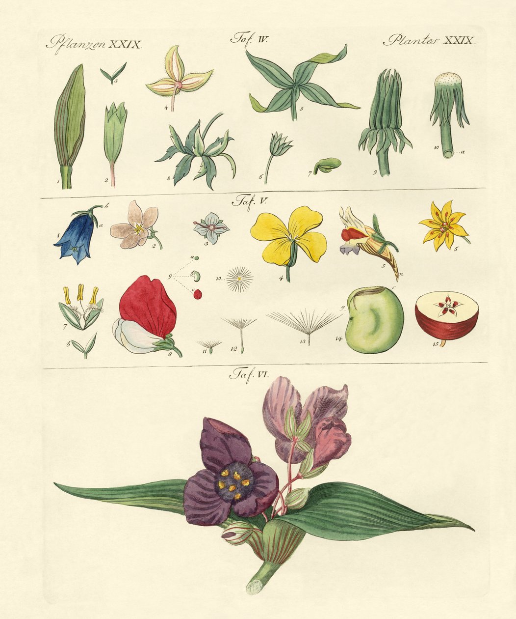 Enstaka blomdelar av German School