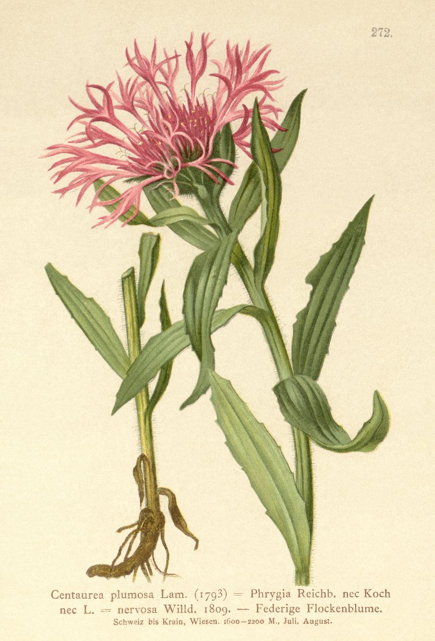 Enkelblommig knott (Centaurea plumosa, Centaurea Phrygia, Centaurea nervosa, Centaurea uniflora) av German School