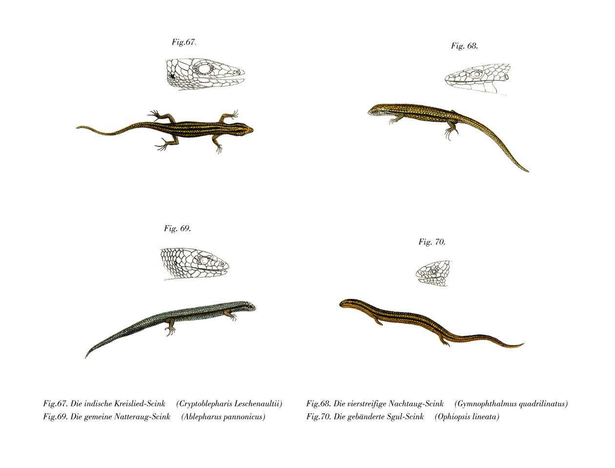 Skink (färg litho) av German School