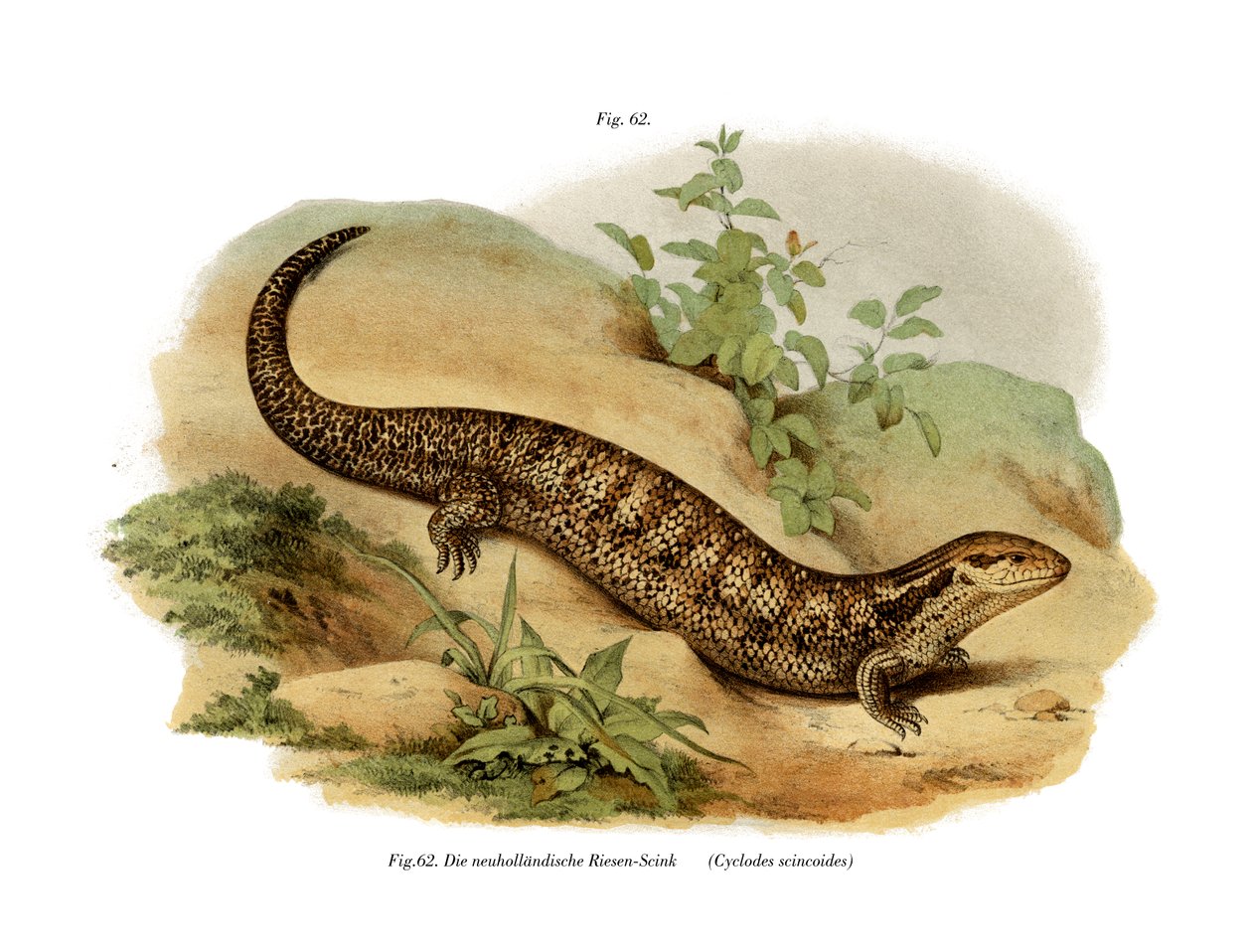 Skink (färg litho) av German School