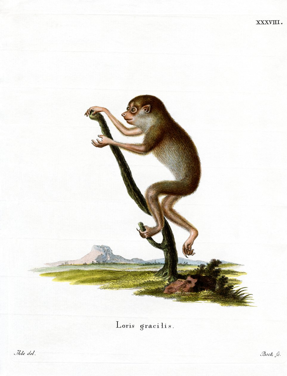 Slank Loris (färgad gravyr) av German School