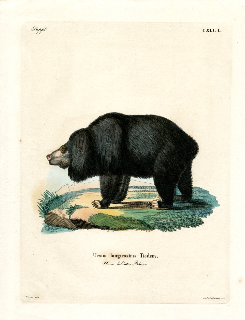 Sloth Bear (färgad gravyr) av German School