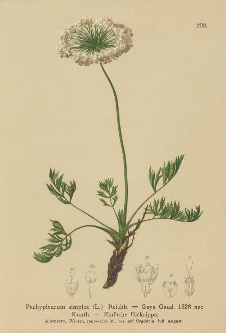 Liten alpin libbsticka (Pachypleurum mutellinoides, Pachypleurum simplex, Pachypleurum alpinum, Pachypleurum simplex, Neogaya simplex, Gaya simplex, Ligusticum simplex) av German School