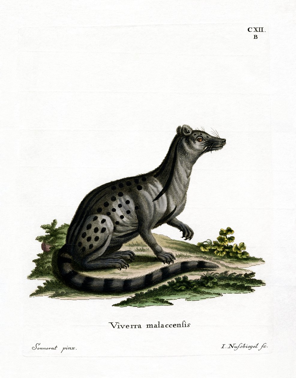 Liten indisk civet (färgad gravyr) av German School