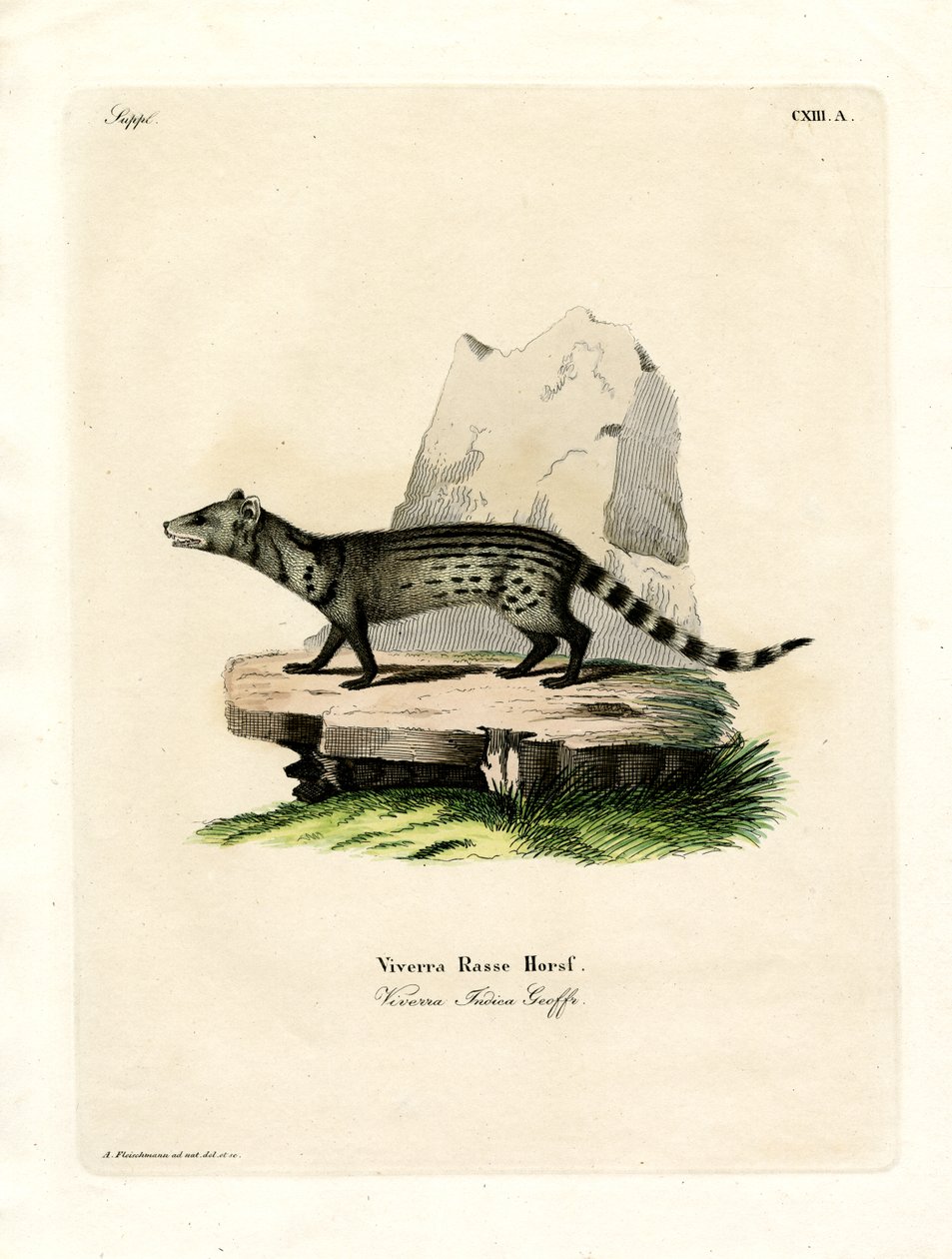 Liten indisk civet (färgad gravyr) av German School