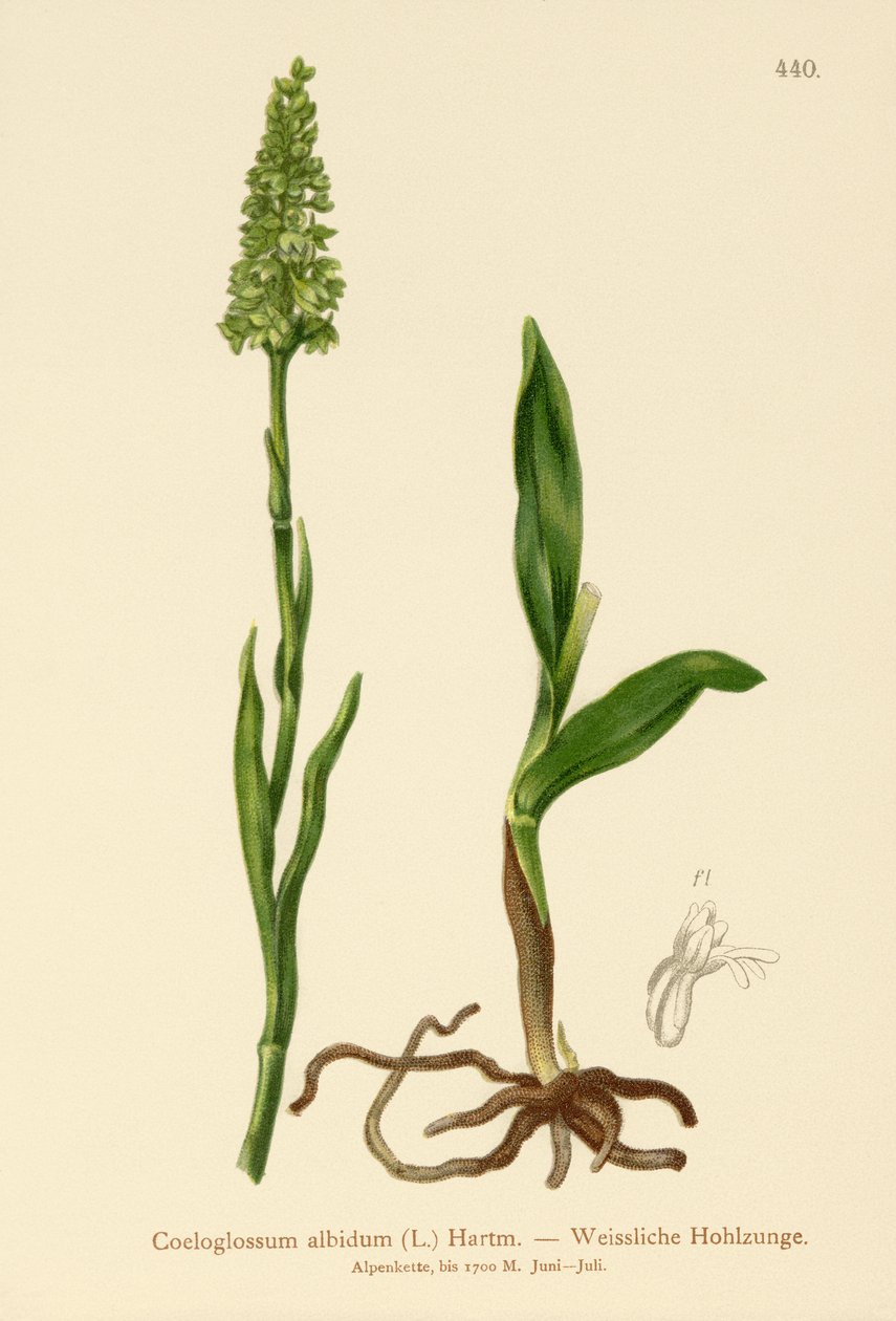 Liten vit orkidé (Satyrium albidum, Coeloglossum albidum, Leucorchis albida, Bicchia albida, Pseudorchis albida) av German School