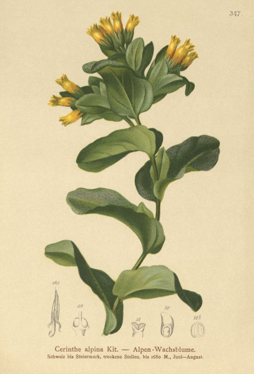 Slät honungsört (Cerinthe alpina, Cerinthe glabra subsp. glabra) av German School