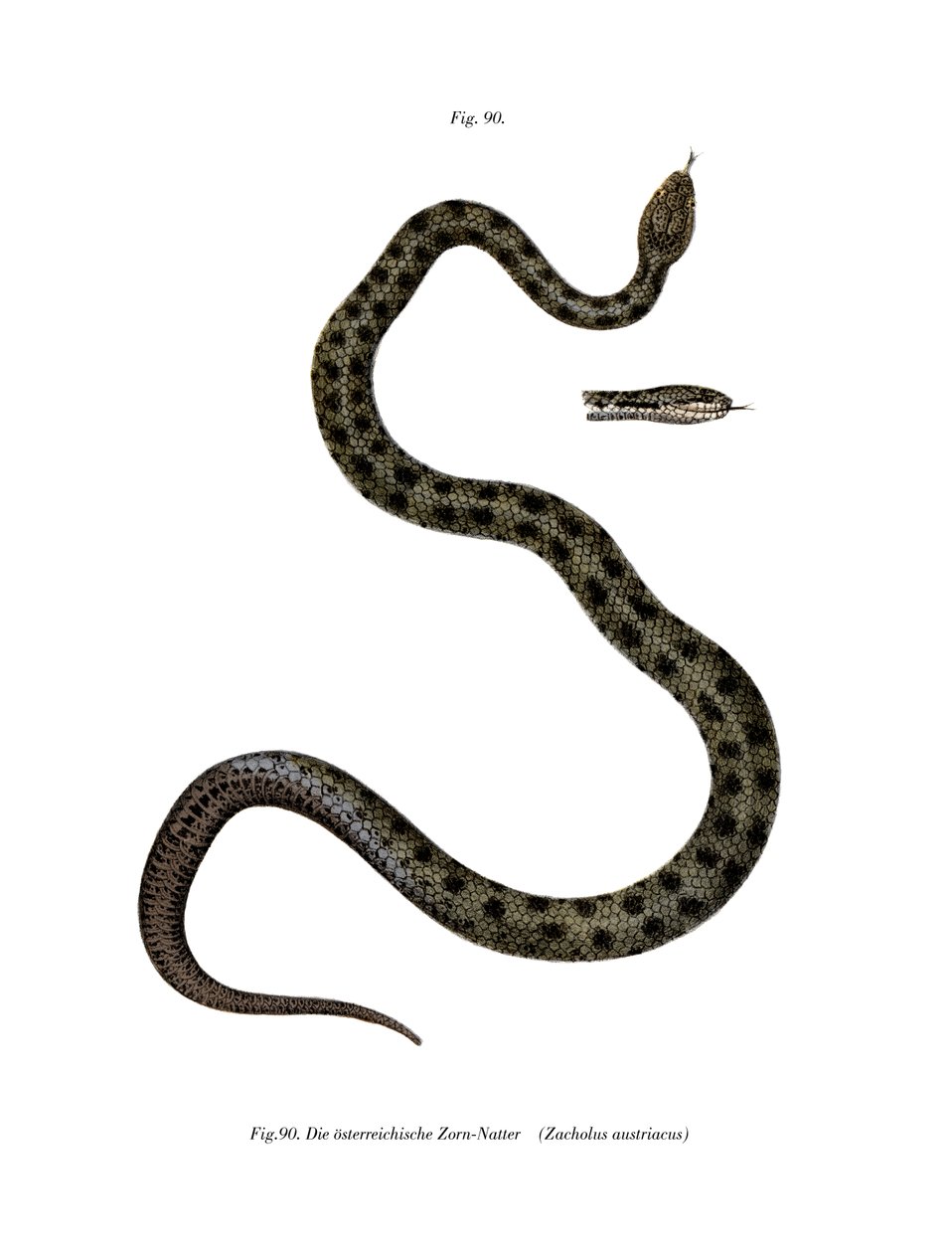 Smooth Snake (färg litho) av German School