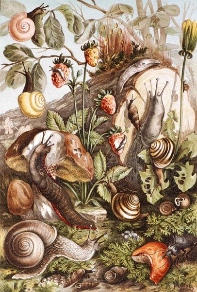 Sniglar, tallrik från "Brehms Tierleben: Allgemeine Kunde des Tierreichs", vol.10, s.336, utgiven av Bibliographisches Institut av German School