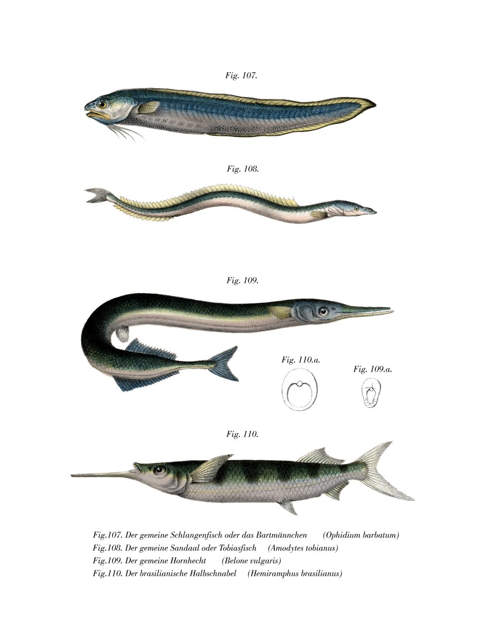 Snake Blenny (litho i färg) av German School
