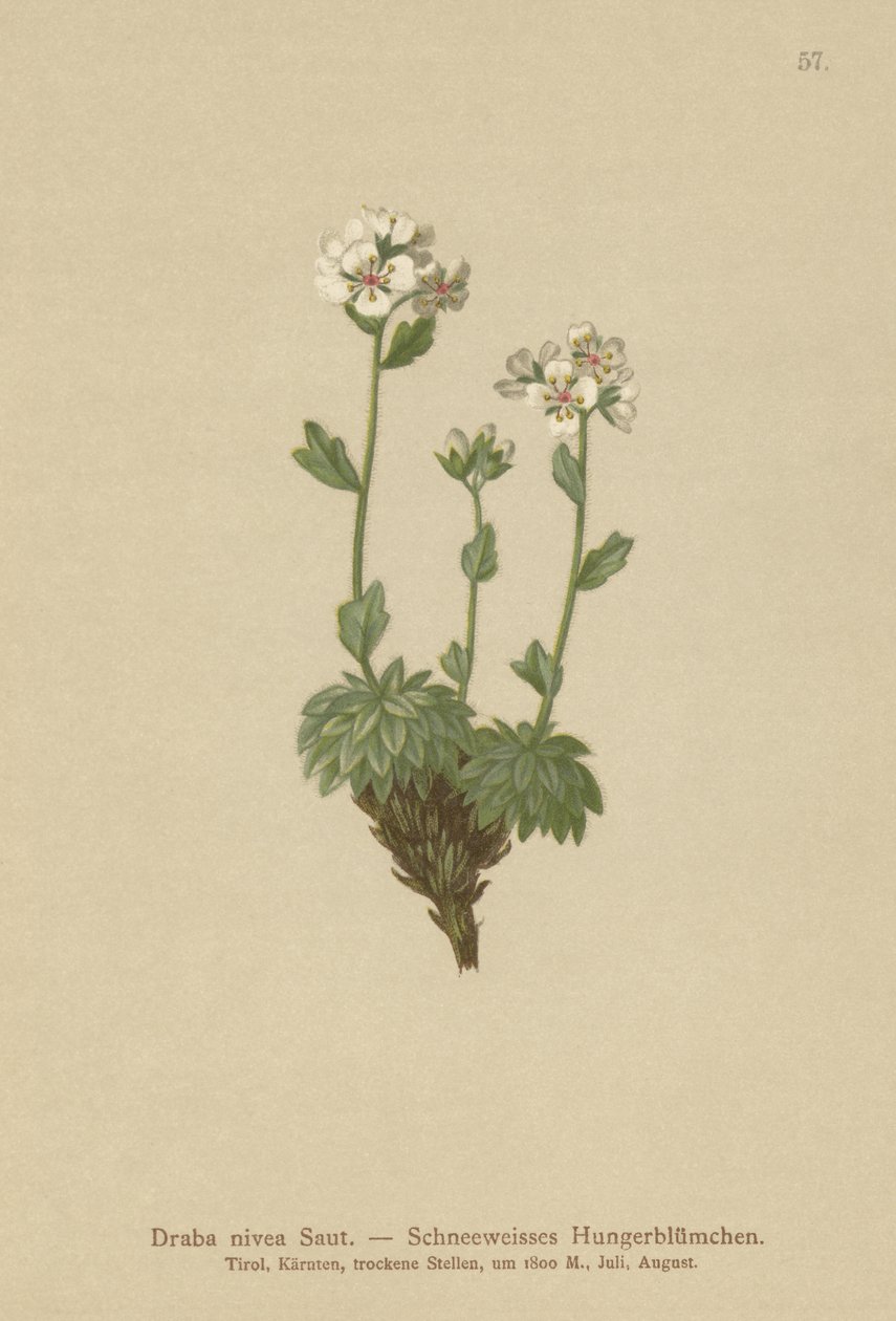 Snövit Whitlow-grass (Draba nivea) av German School