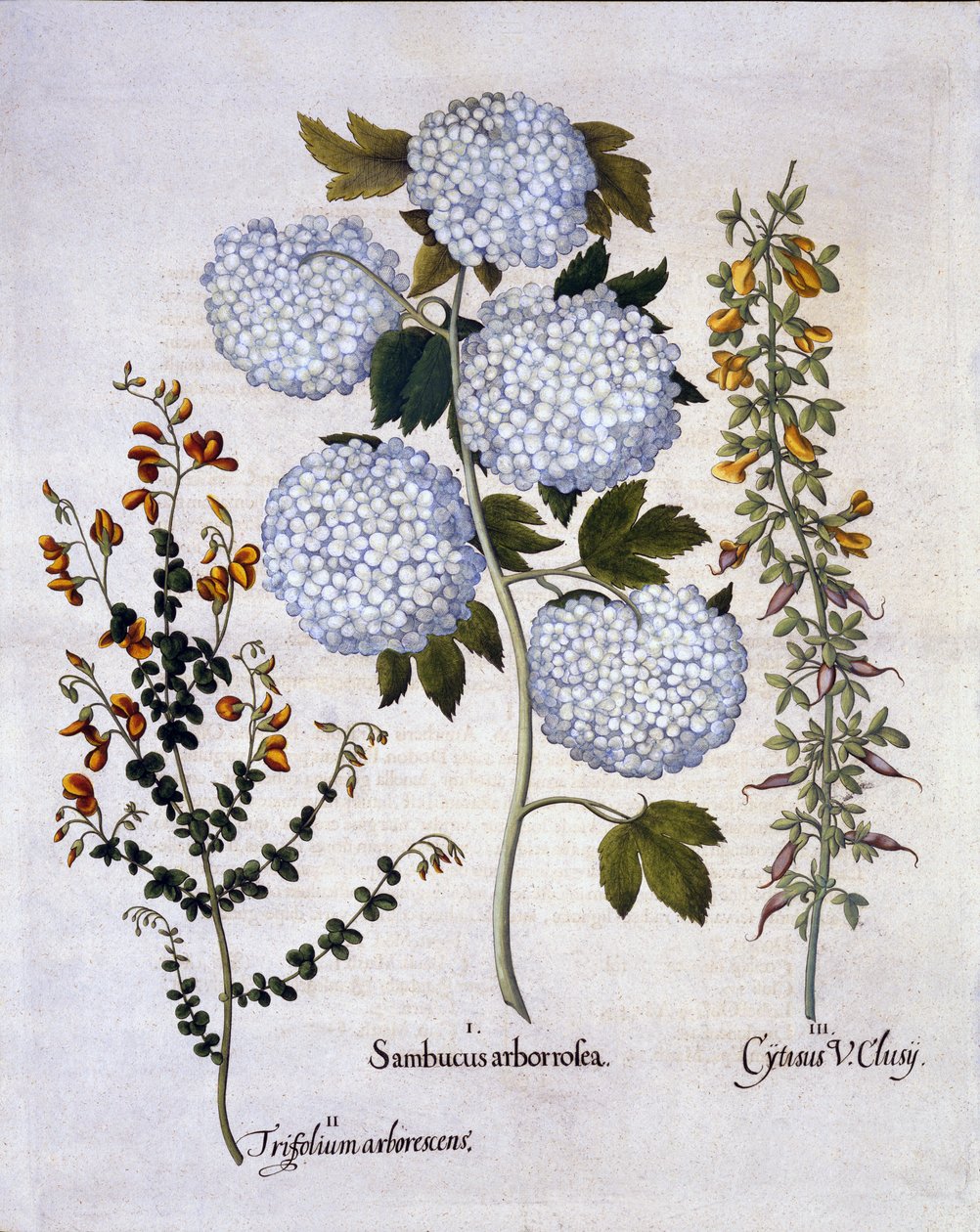 Snowball Viburnum, trädgårdskvast, lågväxande alpinkvast, från Hortus Eystettensis, av Basil Besler (1561-1629), pub. 1613 (handfärgad gravyr) av German School