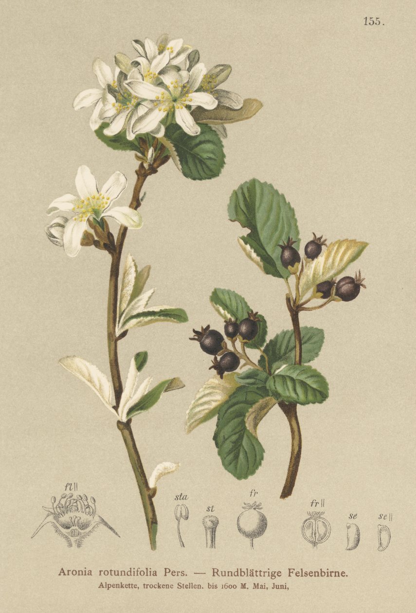 Snöig Mespilus (Aronia rotundifolia, Amelanchier ovalis) av German School