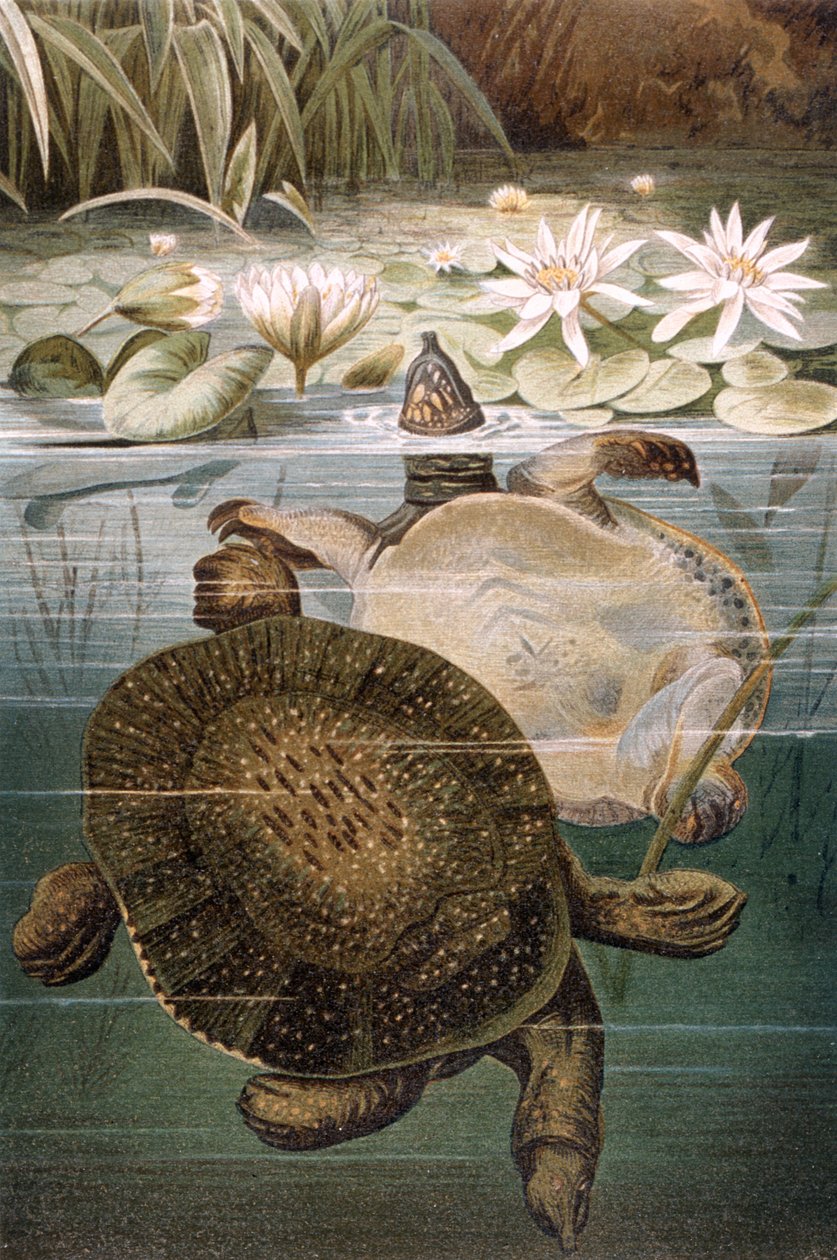 Mjukskalad sköldpadda, tallrik från Brehms Tierleben: Allgemeine Kunde des Tierreichs, vol.7, s.621, utgiven av Bibliographic Institute, 1892 av German School
