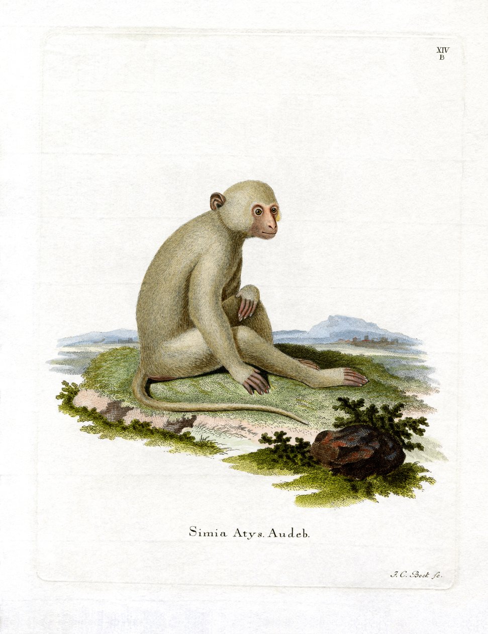 Sooty Mangabey (färgad gravyr) av German School