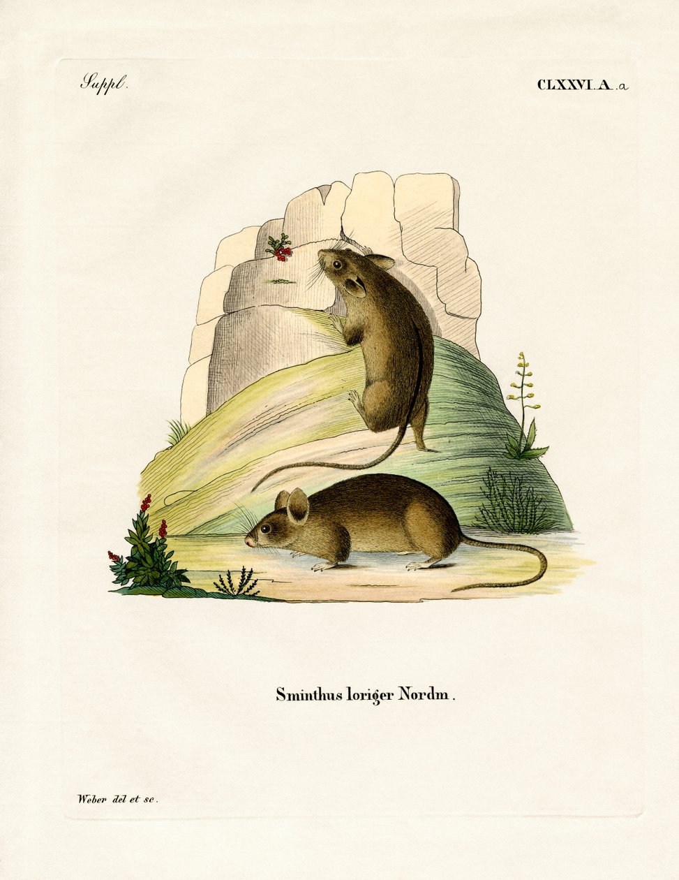 Southern Birch Mouse (färgad gravyr) av German School