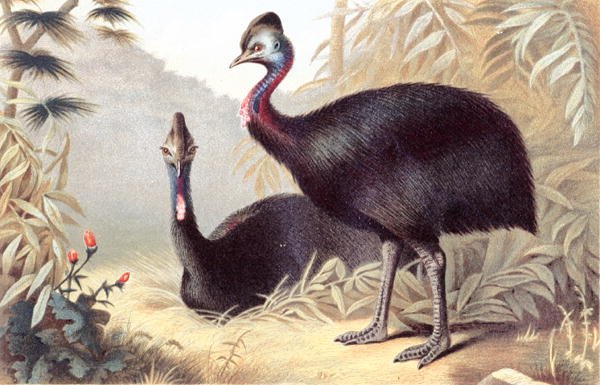 Southern Cassowary, tallrik från "Brehms Tierleben: Allgemeine Kunde des Tierreichs", vol.6, s.684, utgiven av Bibliographisches Institut av German School