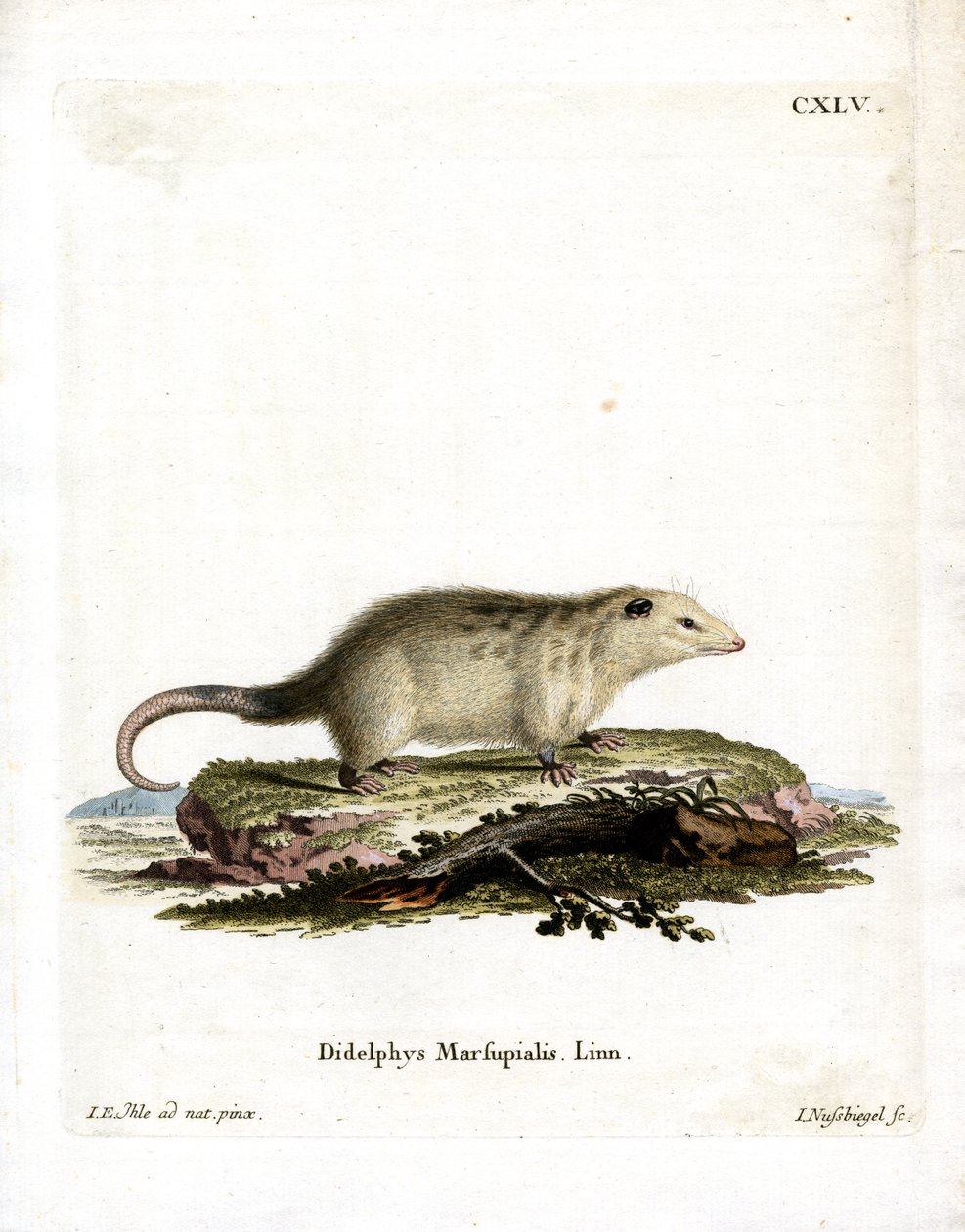 Södra Opossum (färgad gravyr) av German School