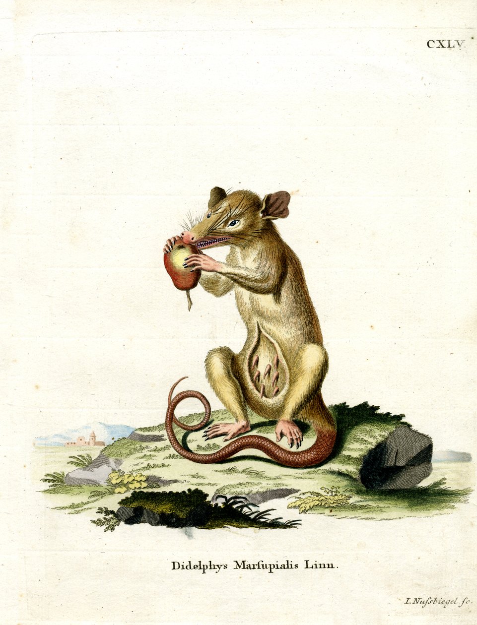 Södra Opossum (färgad gravyr) av German School