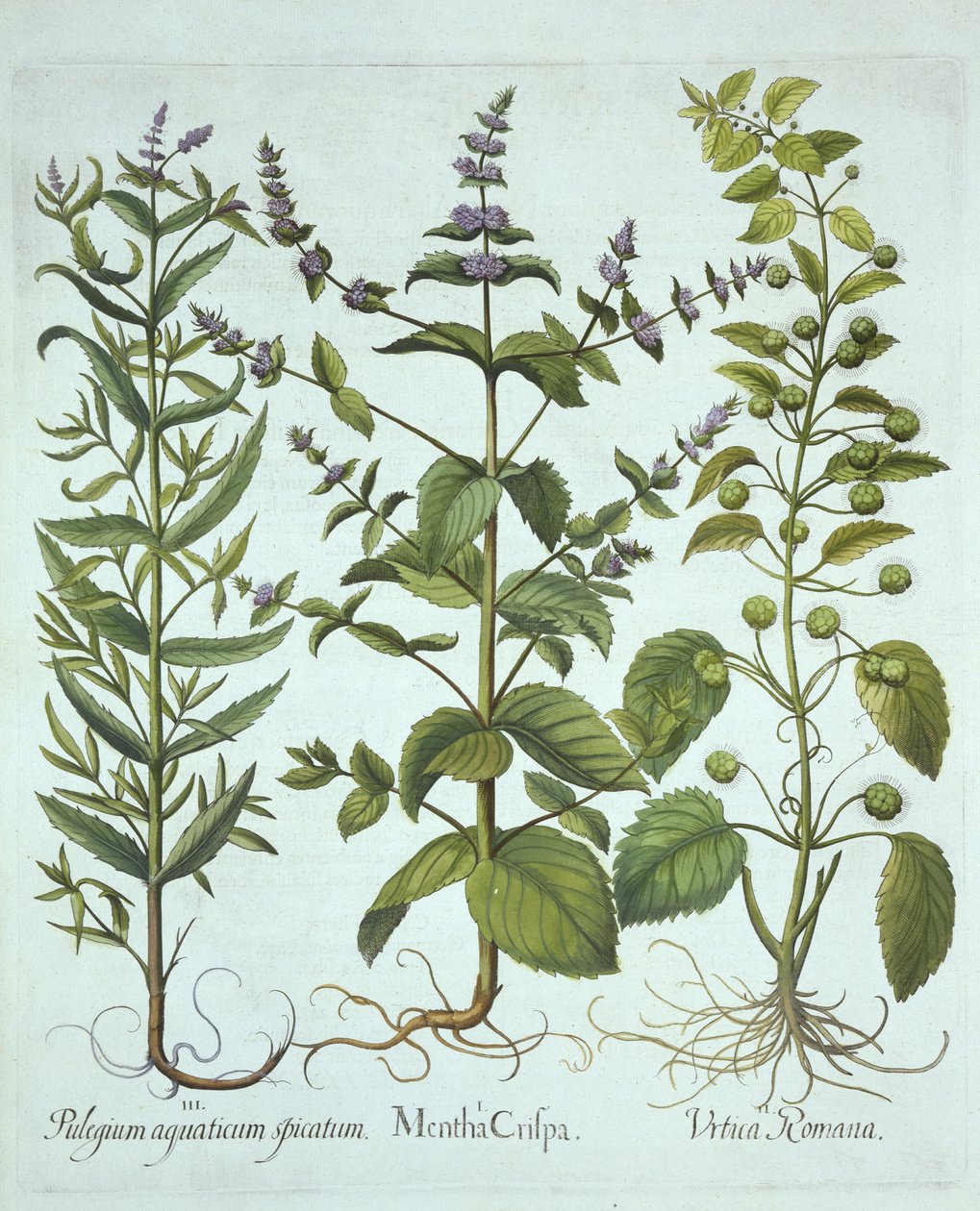 Grönmynta, romersk nässla och långbladig hästmynta, från Hortus Eystettensis, av Basil Besler (1561-1629), pub. 1613 (handfärgad gravyr) av German School