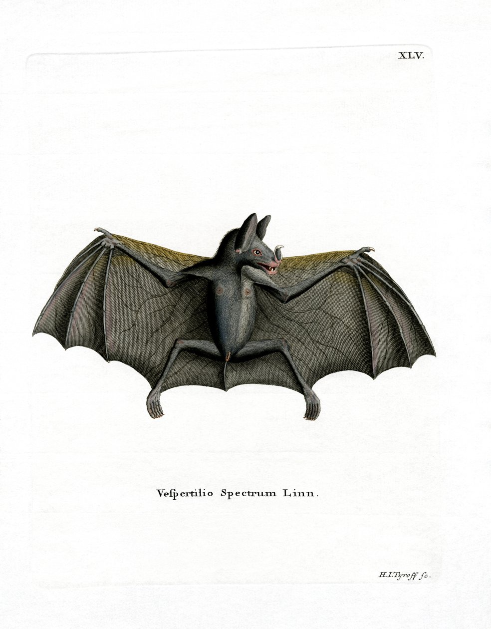 Spectral Bat (färgad gravyr) av German School