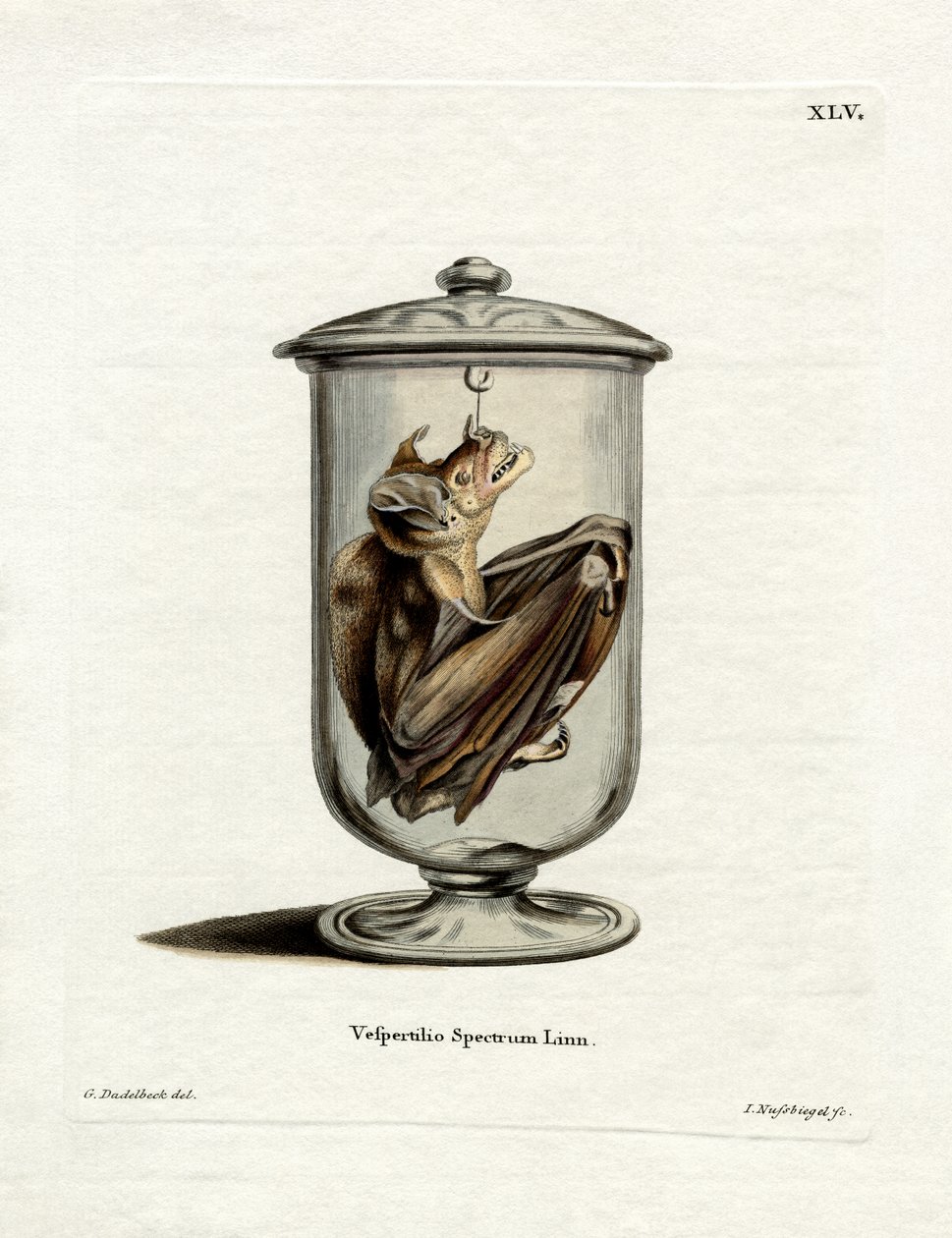 Spectral Bat (färgad gravyr) av German School