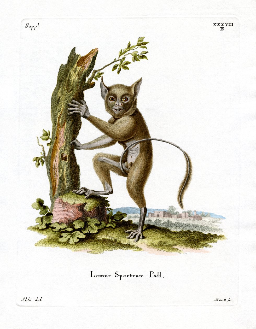 Spectral Tarsier (färgad gravyr) av German School