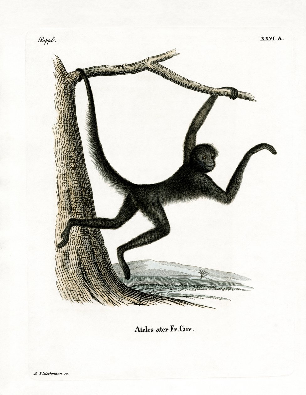 Spider Monkey (färgad gravyr) av German School