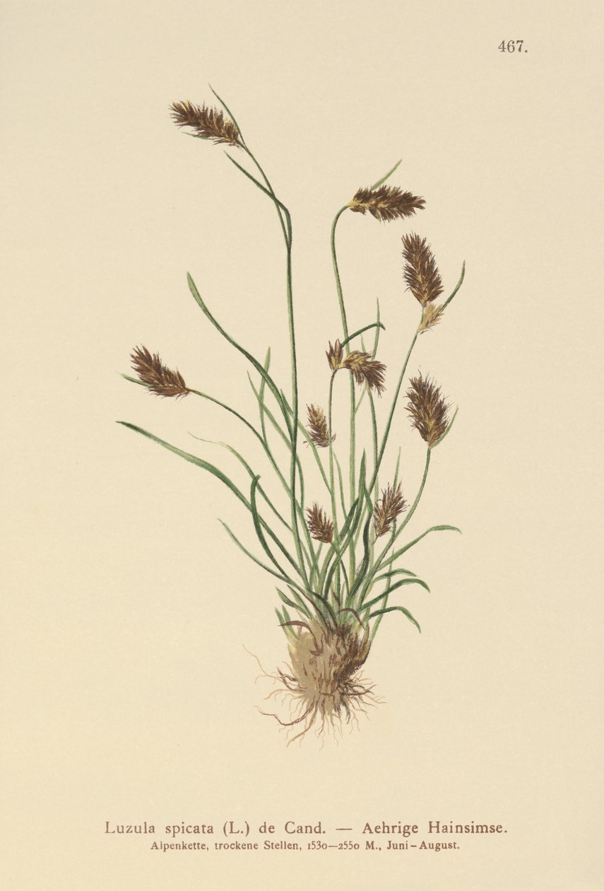 Spikig skogsbuske (Luzula spicata) av German School
