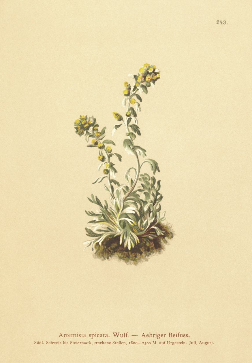 Piggad malört (Artemisia spicata, Artemisia bocconei, Artemisia genipi) av German School