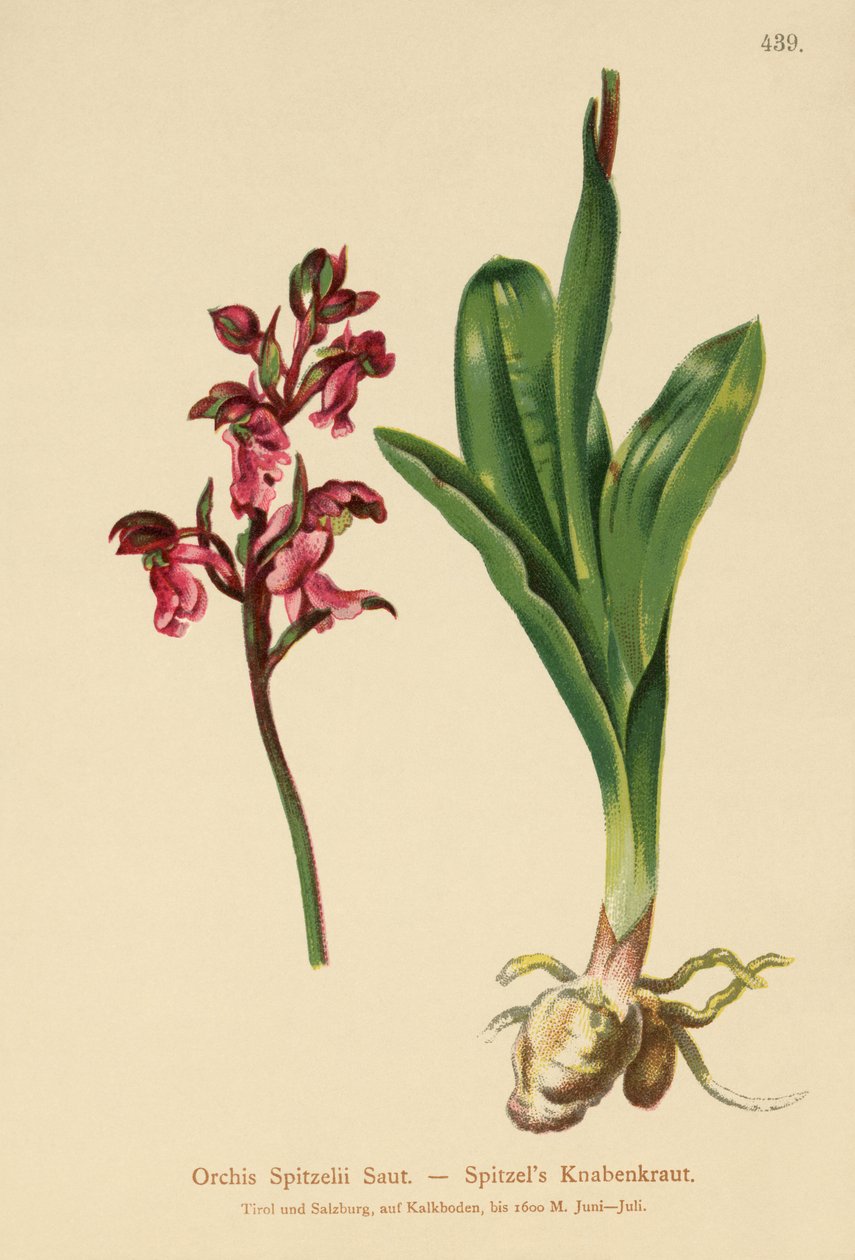 Spitzels Orchid (Orchis Spitzelii) av German School