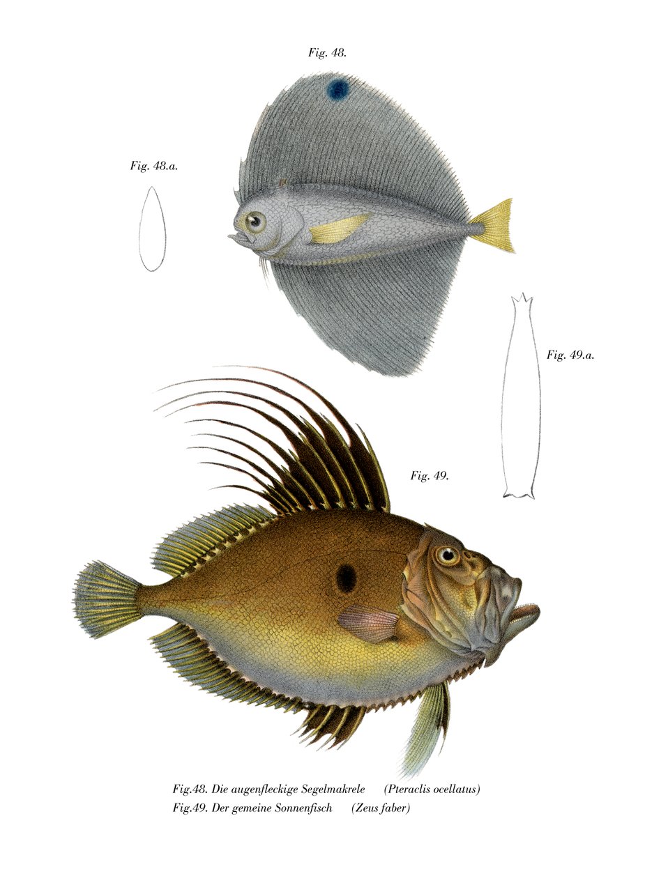 Spotted Fanfish (färg litho) av German School