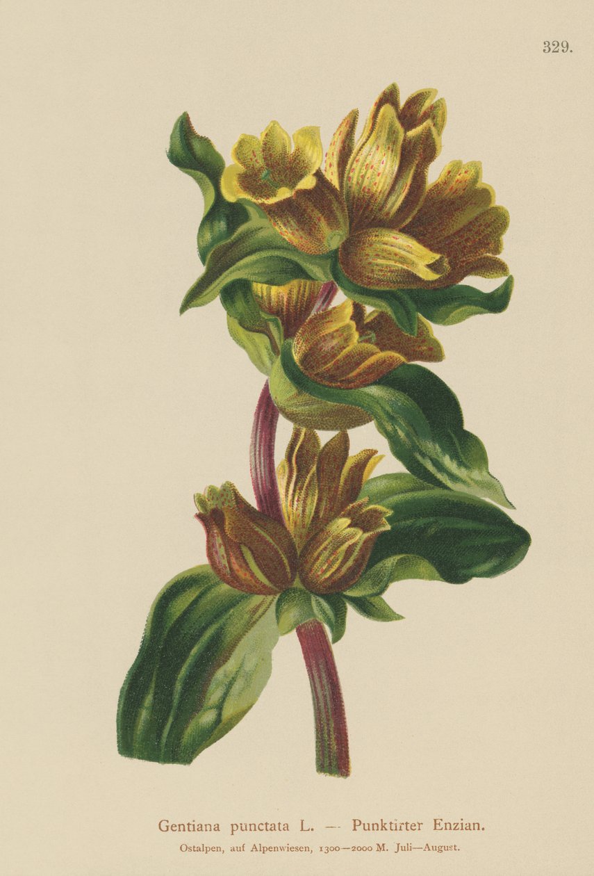 Fläckig gentiana (Gentiana punctata) av German School
