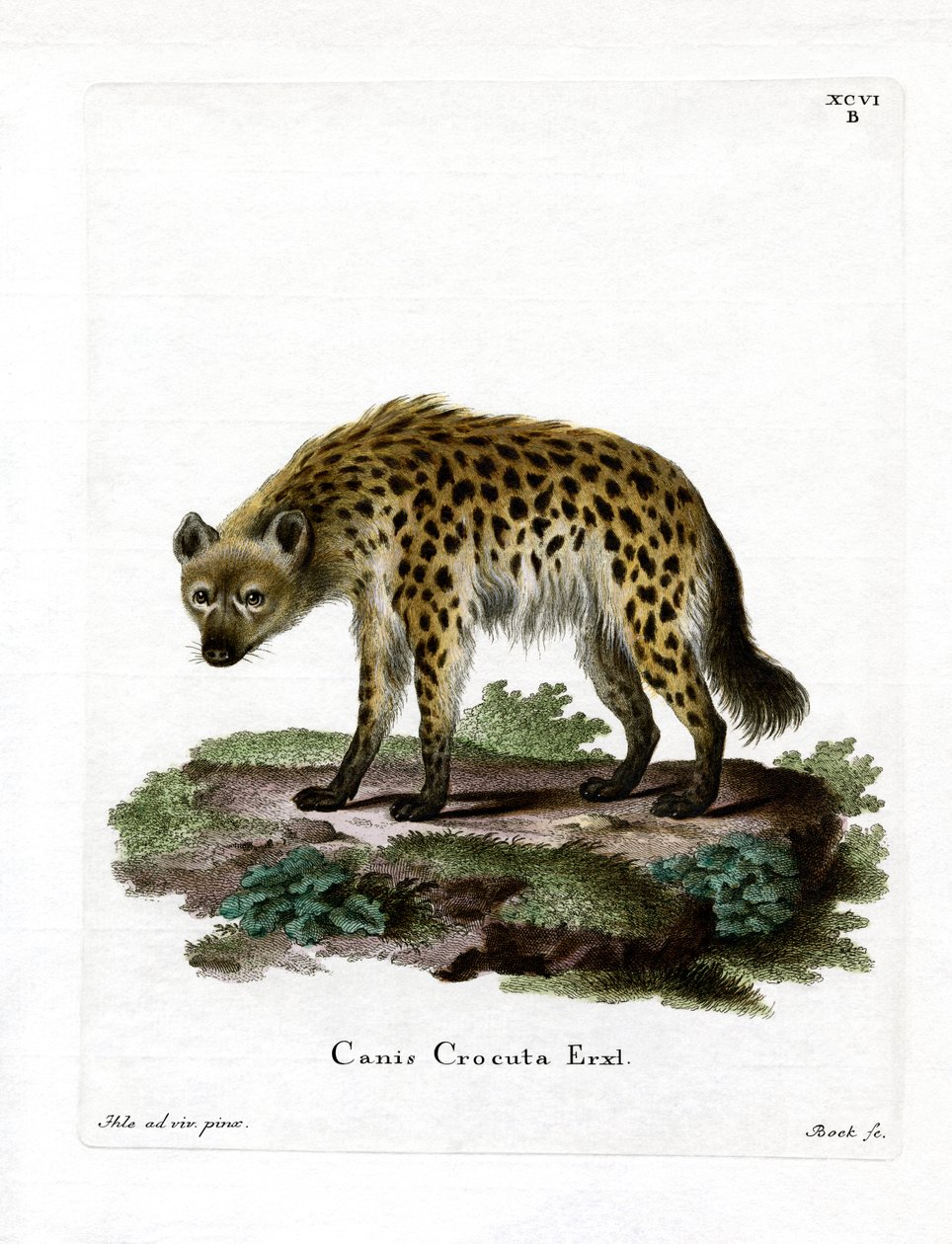 Fläckig hyena av German School