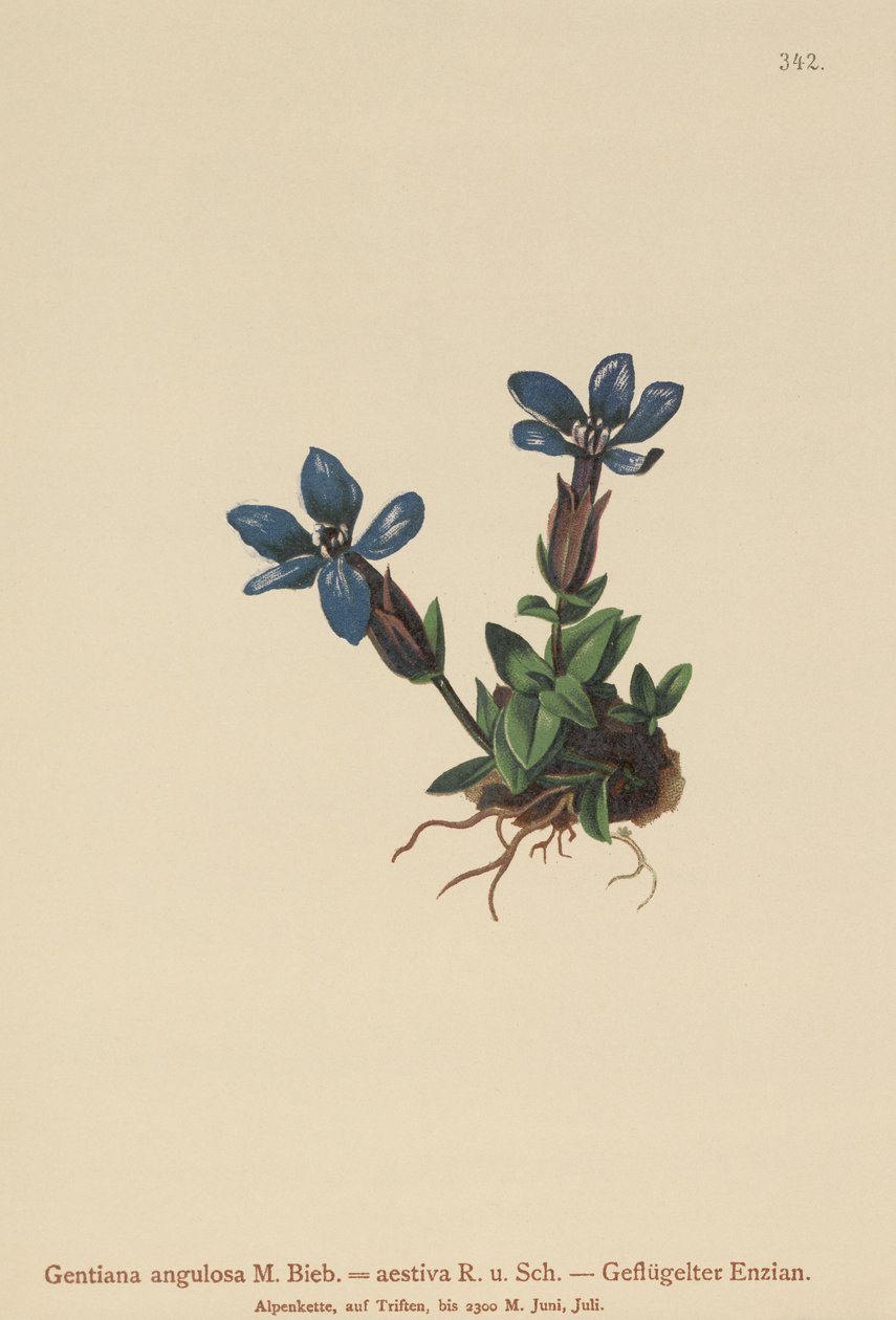 Vårgentiana (Gentiana verna, Gentiana angulosa, Gentiana aestiva) av German School