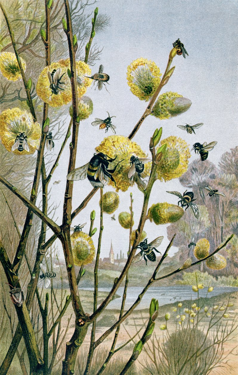 Spring in the Insect World, tallrik från Brehms Tierleben: Allgemeine Kunde des Tierreichs, vol.9, s.216, utgiven av Bibliographic Institute, 1892 av German School