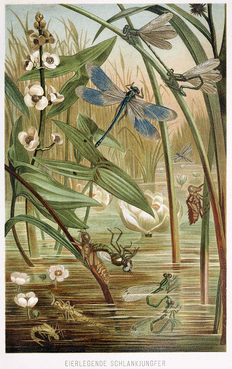 Stadier av utveckling av en damselfly, från Brehms Tierleben, pub. 1860-talet av German School