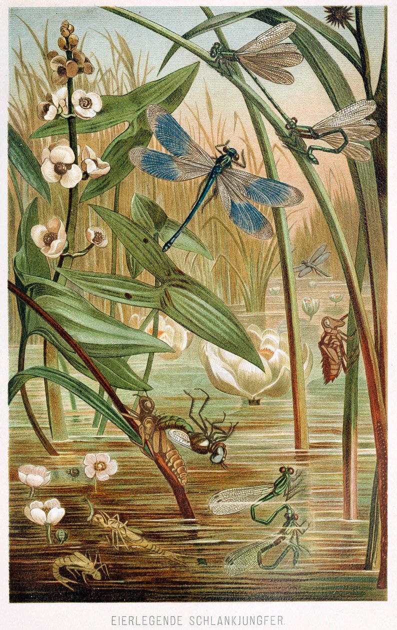 Stadier av utveckling av en damselfly, från Brehms Tierleben, pub. 1860-talets färglitografi, 1860. av German School