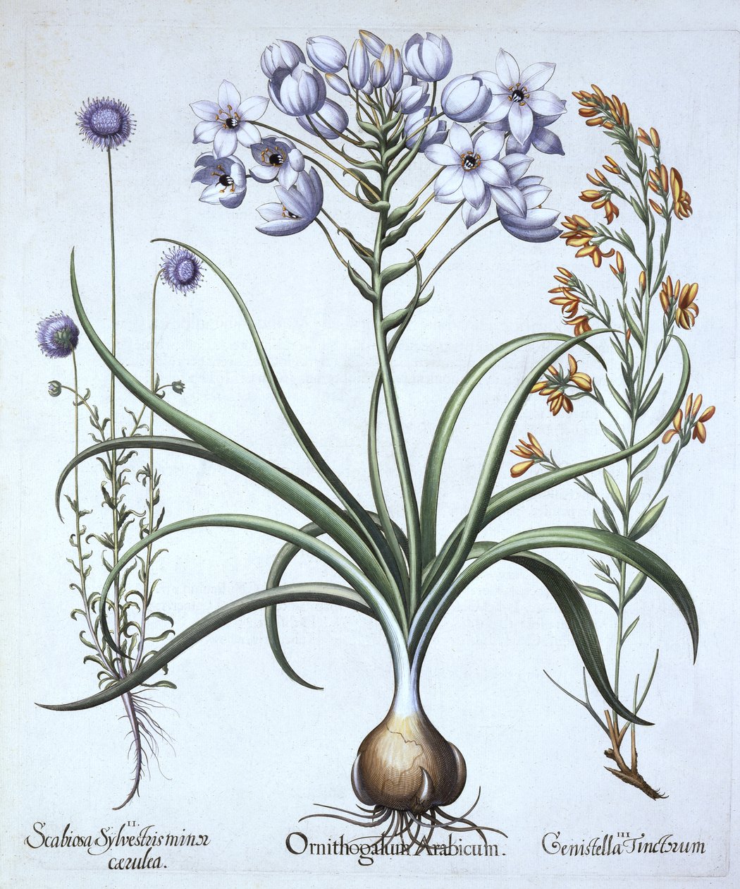 Betlehemsstjärnan, med blåblommiga fårbitar och färgare Greenwood, från Hortus Eystettensis, av Basil Besler (1561-1629), pub. 1613 (handfärgad gravyr) av German School