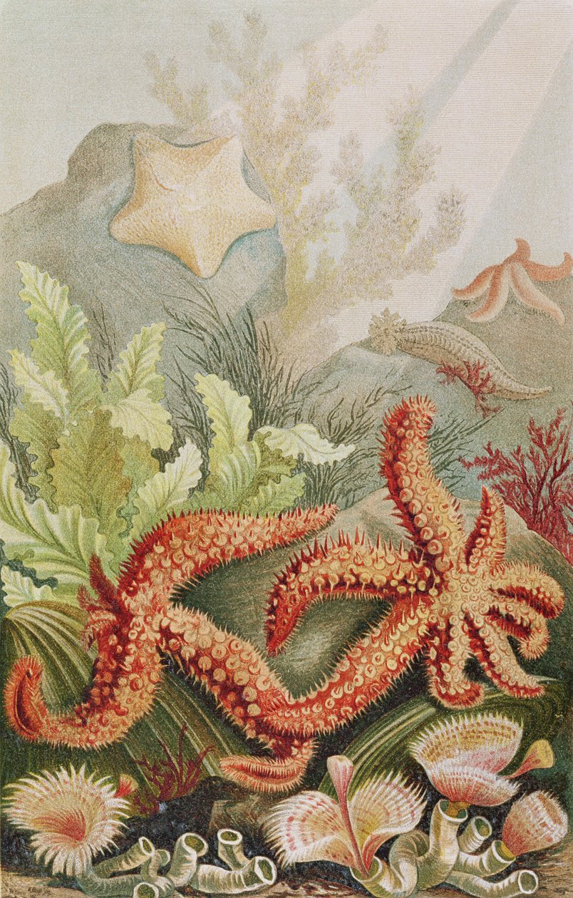 Sjöstjärna, tallrik från Brehms Animal Life: General Knowledge of the Animal Kingdom, vol.10, s.528, utgiven av Bibliographic Institute, 1893 av German School